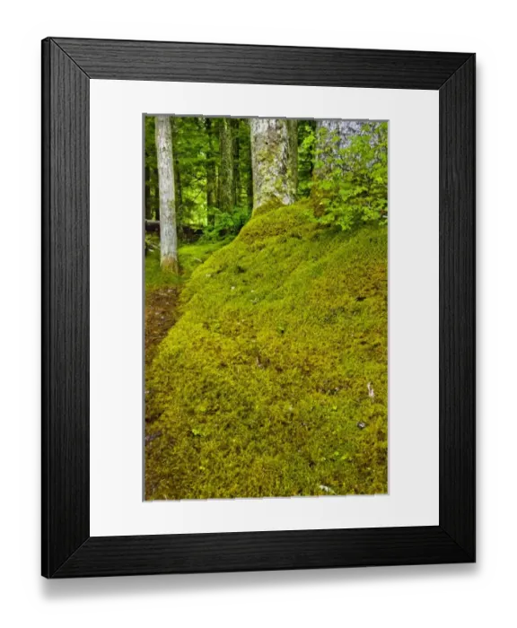 Framed Print : USA, North America, Alaska Framed Print : USA, North America, Alaska