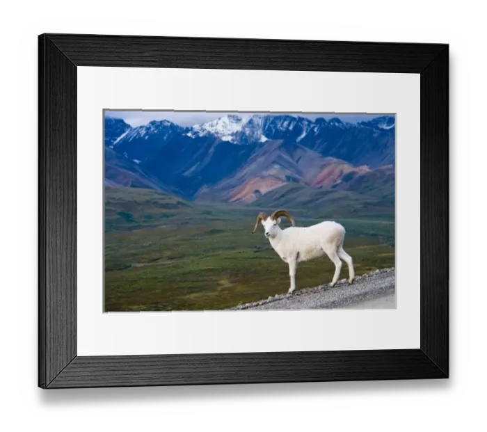 Framed Print : USA, Pacific Northwest, Alaska, Denali National Park, Dall sheep roaming Polychrome Pass Framed Print : USA, Pacific Northwest, Alaska, Denali National Park, Dall sheep roaming Polychrome Pass