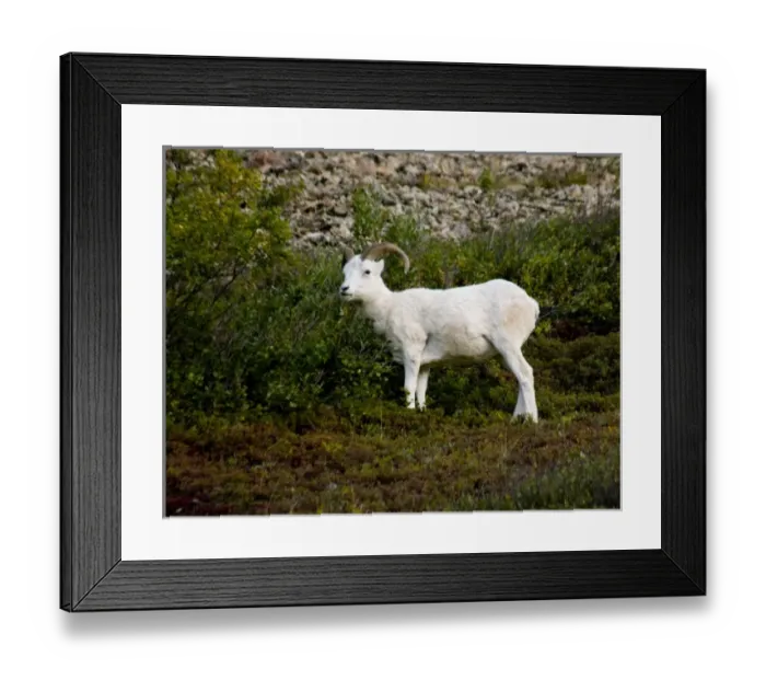 Framed Print : USA, Pacific Northwest, Alaska, Denali National Park, Dall sheep roaming Polychrome Pass Framed Print : USA, Pacific Northwest, Alaska, Denali National Park, Dall sheep roaming Polychrome Pass