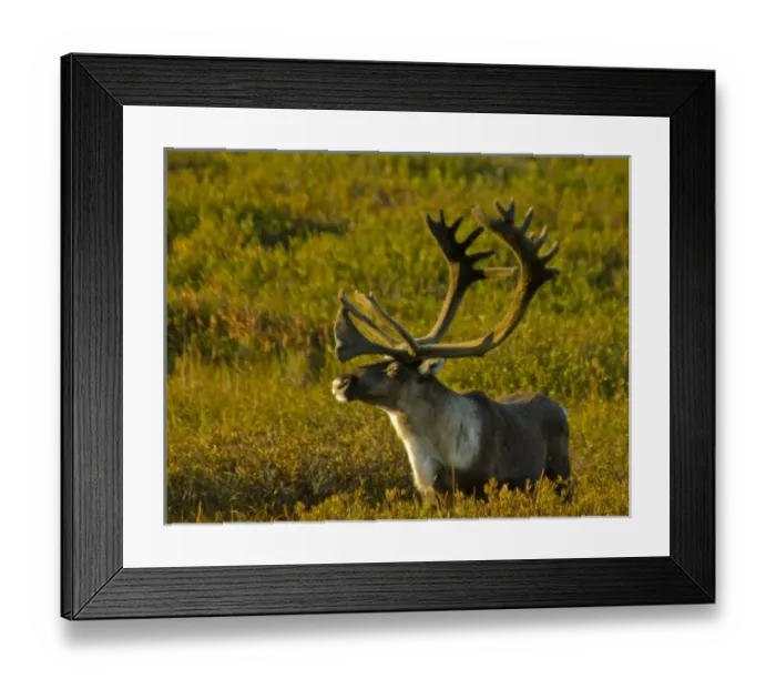 Framed Print : USA, Pacific Northwest, Alaska, Denali National Park, Bull caribou roaming freely