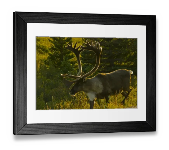 Framed Print : USA, Pacific Northwest, Alaska, Denali National Park, Bull caribou roaming freely Framed Print : USA, Pacific Northwest, Alaska, Denali National Park, Bull caribou roaming freely