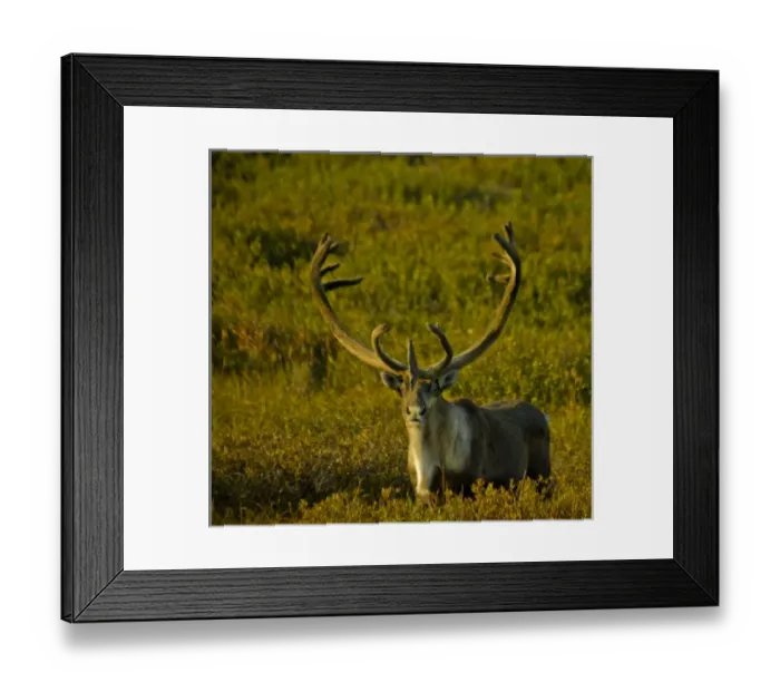 Framed Print : USA, Pacific Northwest, Alaska, Denali National Park, Bull caribou roaming freely Framed Print : USA, Pacific Northwest, Alaska, Denali National Park, Bull caribou roaming freely