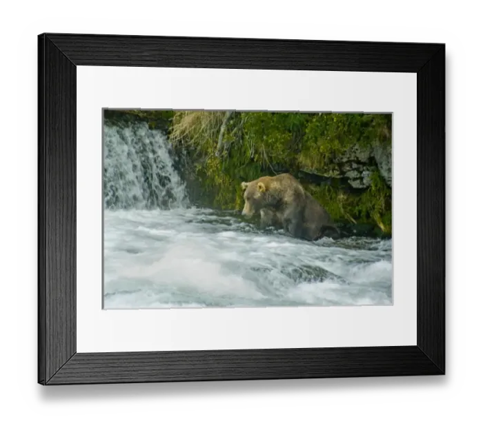 Framed Print : USA, Pacific Northwest, Alaska, Katmai National Park. Grizzly bear fishing for salmon