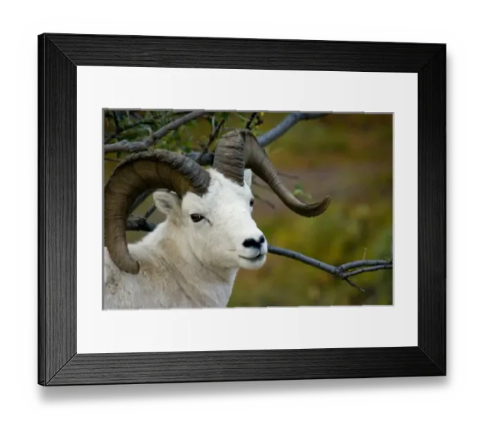 Framed Print : USA, North America, Alaska