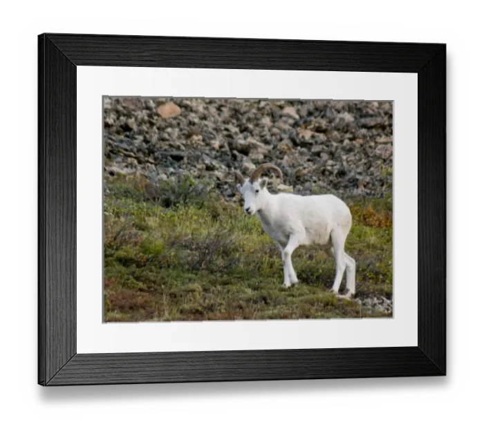 Framed Print : USA, North America, Alaska Framed Print : USA, North America, Alaska
