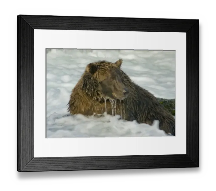 Framed Print : USA, Pacific Northwest, Alaska, Katmai National Park. Grizzly bear (Ursus arctos