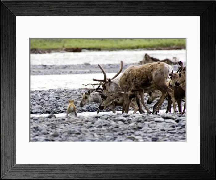 Framed Print : Photo of a Caribou calf crossing the Kongakut River in the Arctic National Wildlife Refuge Framed Print : Photo of a Caribou calf crossing the Kongakut River in the Arctic National Wildlife Refuge