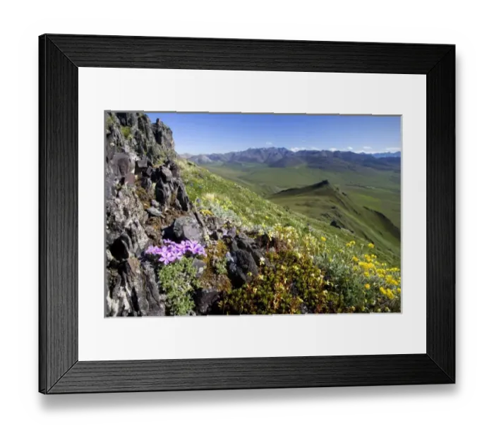 Framed Print : View of Arctic Phlox wildflowers and the eastern overlook through Caribou Pass towards Canada Framed Print : View of Arctic Phlox wildflowers and the eastern overlook through Caribou Pass towards Canada
