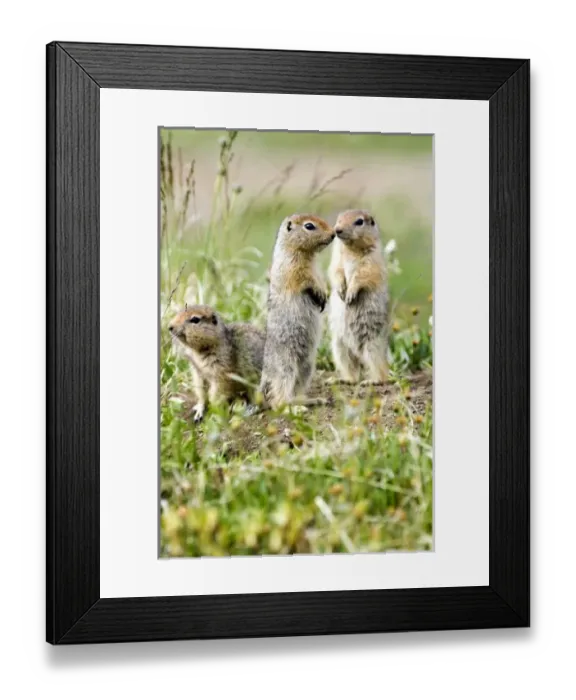 Framed Print : USA, North America, Alaska Framed Print : USA, North America, Alaska