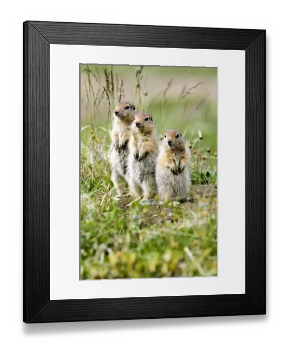 Framed Print : USA, North America, Alaska Framed Print : USA, North America, Alaska
