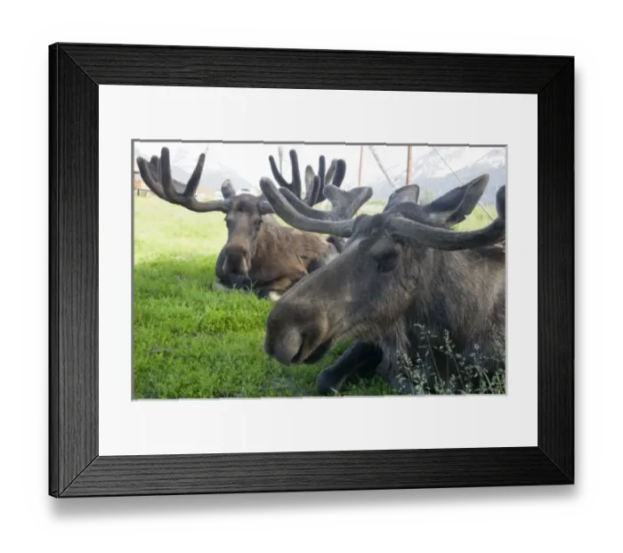 Framed Print : Moose Bulls (Alces alces) Framed Print : Moose Bulls (Alces alces)