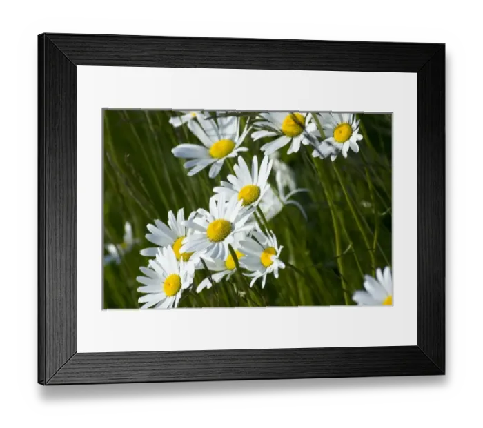Framed Print : Arctic Daisy (Chrysanthemum Arcticum), Alaska