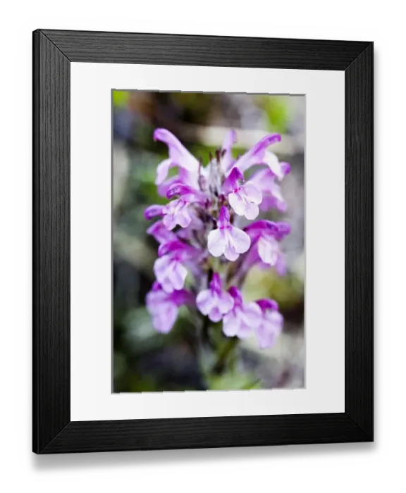 Framed Print : Wooly Lousewort (Pedicularis kanei) - Arctic National Wildlife Refuge, Alaska Framed Print : Wooly Lousewort (Pedicularis kanei) - Arctic National Wildlife Refuge, Alaska