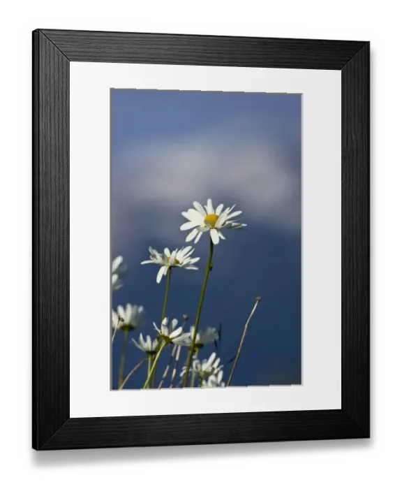 Framed Print : Arctic Daisy (Chrysanthemum Arcticum), Alaska Framed Print : Arctic Daisy (Chrysanthemum Arcticum), Alaska
