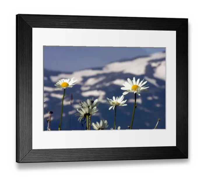 Framed Print : Arctic Daisy (Chrysanthemum Arcticum), Alaska Framed Print : Arctic Daisy (Chrysanthemum Arcticum), Alaska
