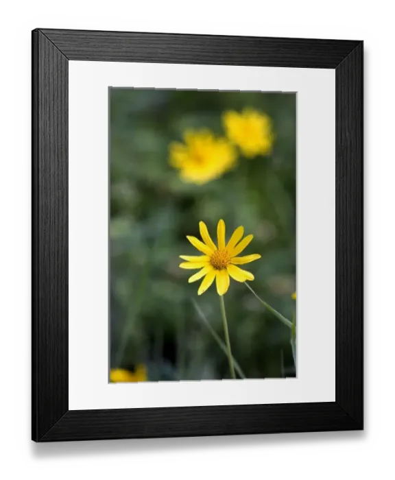 Framed Print : Yellow wildflowers - Fairbanks, Alaska Framed Print : Yellow wildflowers - Fairbanks, Alaska
