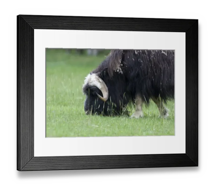 Framed Print : USA, North America, Alaska Framed Print : USA, North America, Alaska