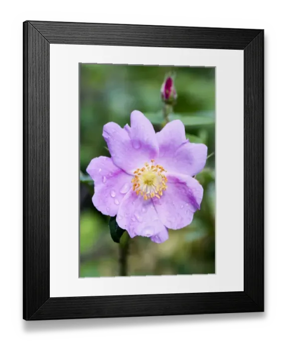 Framed Print : Wild dew covered Nootka Rose (Rosa nutkana) flower and bud - Fairbanks, Alaska Framed Print : Wild dew covered Nootka Rose (Rosa nutkana) flower and bud - Fairbanks, Alaska