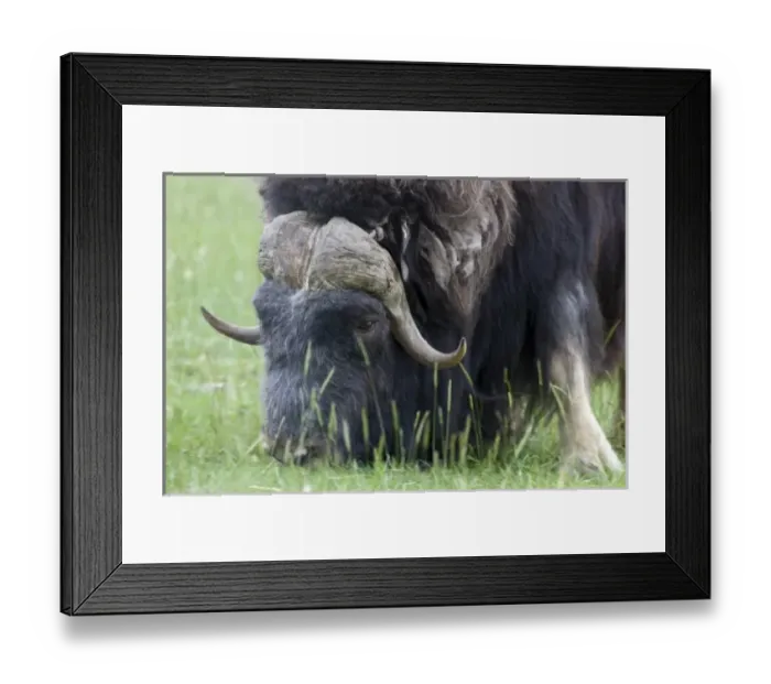 Framed Print : USA, North America, Alaska Framed Print : USA, North America, Alaska
