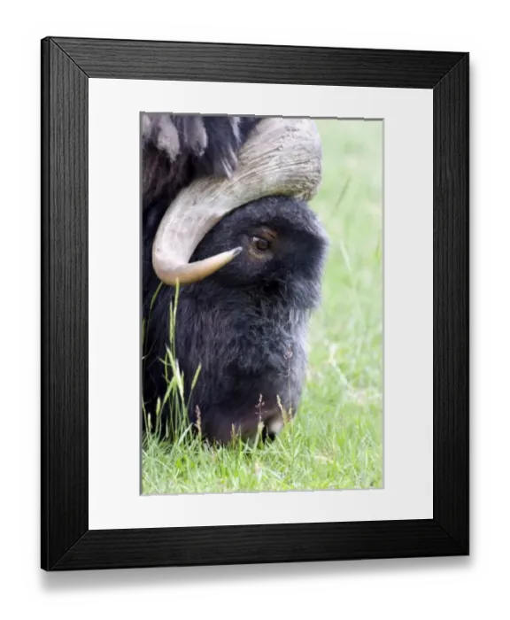 Framed Print : Muskox (Ovibos moschatus) Profile