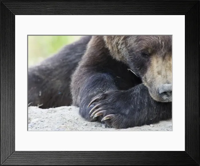 Framed Print : Grizzly Bear (Ursus arctos horribilis) Framed Print : Grizzly Bear (Ursus arctos horribilis)