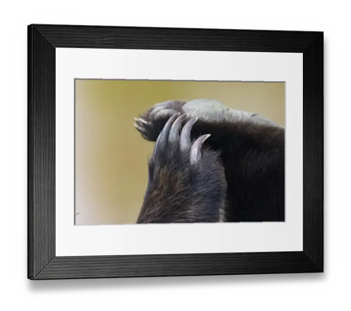 Framed Print : Grizzly Bear (Ursus arctos horribilis) Paws and Claws