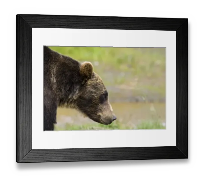Framed Print : USA, North America, Alaska