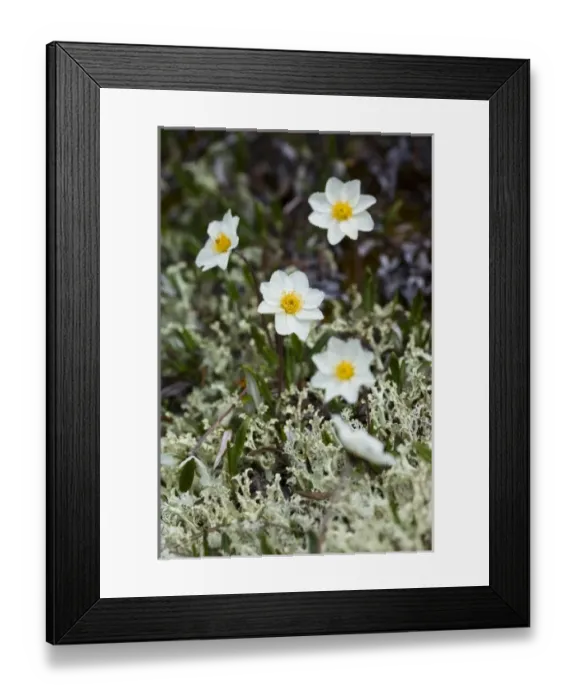 Framed Print : USA, North America, Alaska Framed Print : USA, North America, Alaska