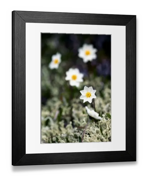 Framed Print : USA, North America, Alaska