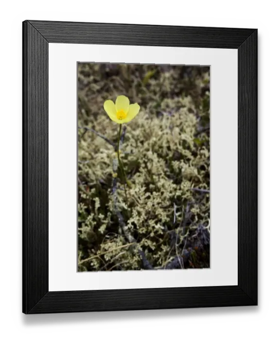 Framed Print : USA, North America, Alaska Framed Print : USA, North America, Alaska
