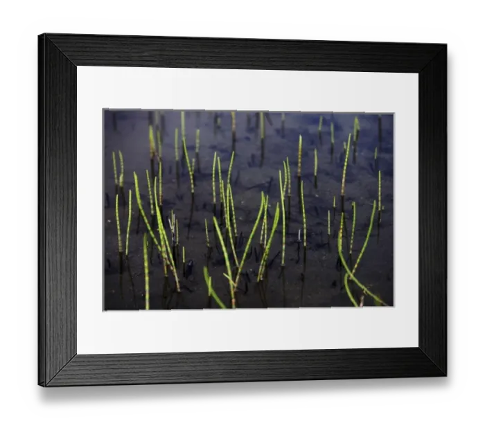 Framed Print : USA, North America, Alaska
