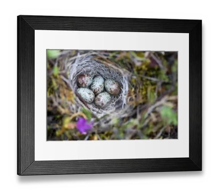 Framed Print : USA, North America, Alaska Framed Print : USA, North America, Alaska