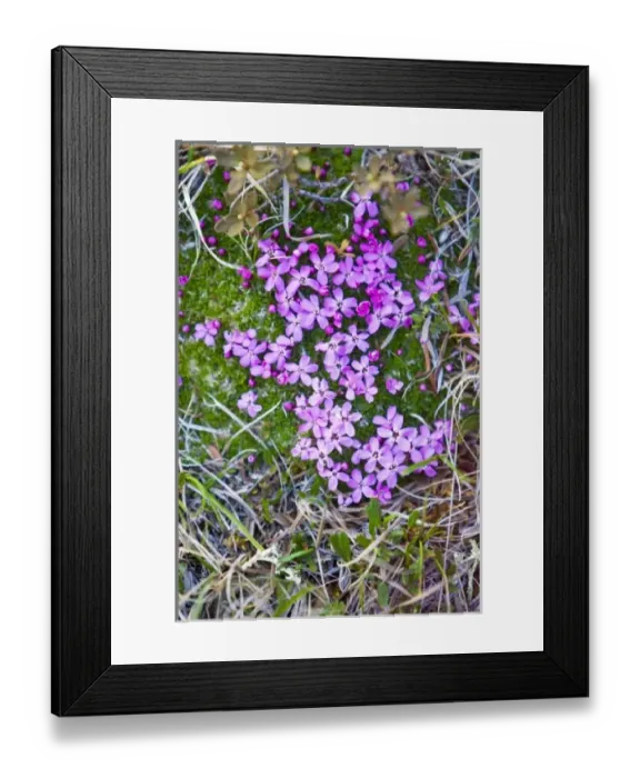 Framed Print : Moss Campion (Silene acaulis) - Arctic National Wildlife Refuge, Alaska