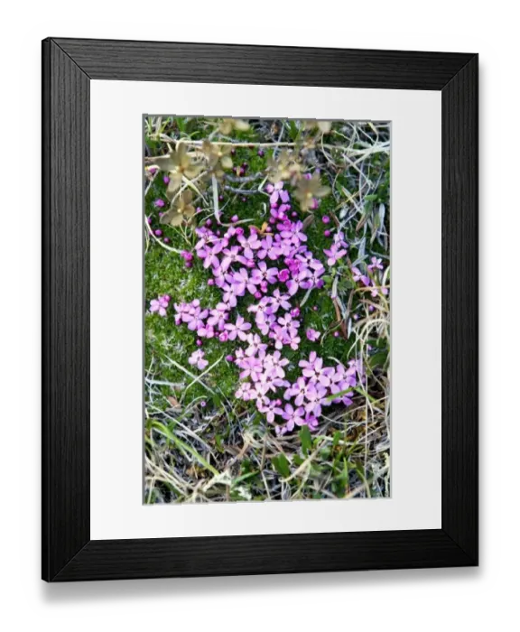 Framed Print : USA, North America, Alaska Framed Print : USA, North America, Alaska