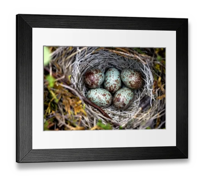 Framed Print : A well hidden White-Crowned Sparrow (Zonotrichia leucophrys) nest with several egg Framed Print : A well hidden White-Crowned Sparrow (Zonotrichia leucophrys) nest with several egg