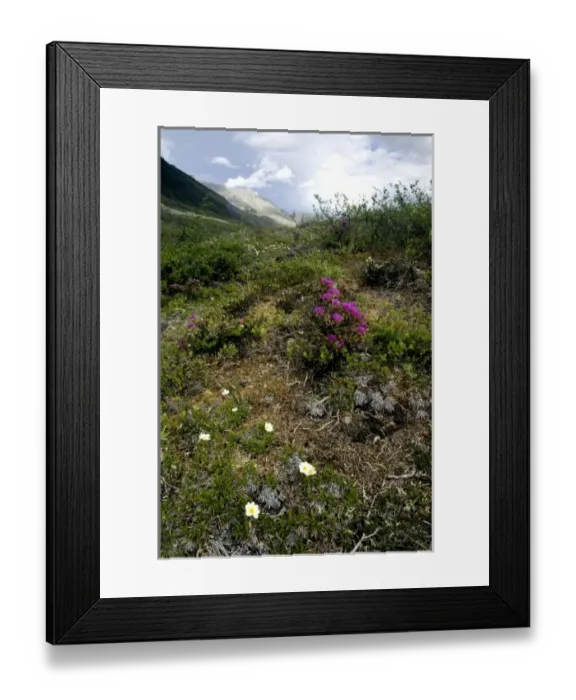 Framed Print : Various wildflowers including White Mountain Aven (Dryas octopetala) across the arctic Framed Print : Various wildflowers including White Mountain Aven (Dryas octopetala) across the arctic