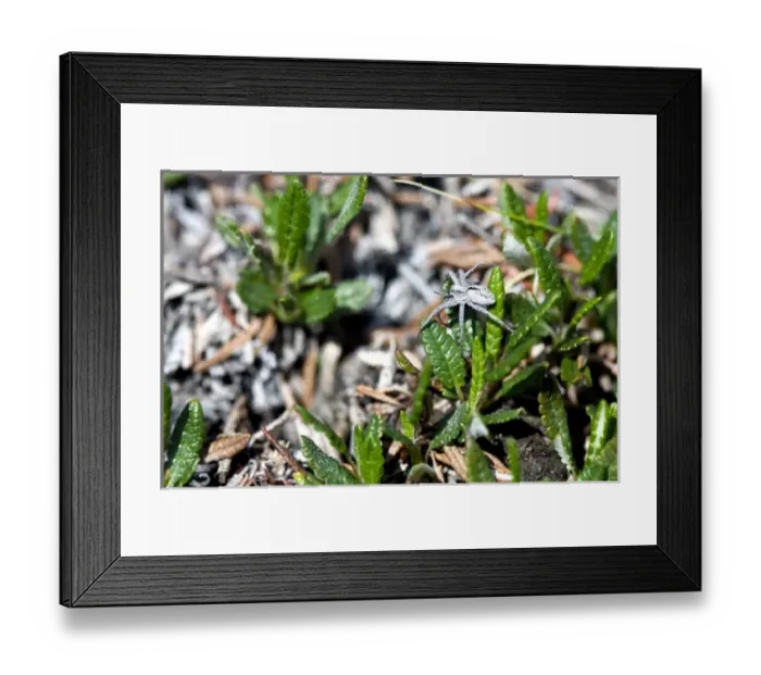 Framed Print : USA, North America, Alaska Framed Print : USA, North America, Alaska