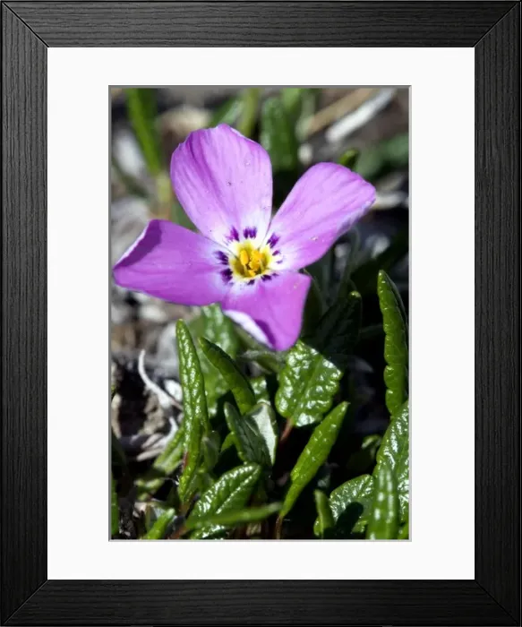 Framed Print : Alaskan Phlox (Phlox alaskensis) - Arctic National Wildlife Refuge, Alaska