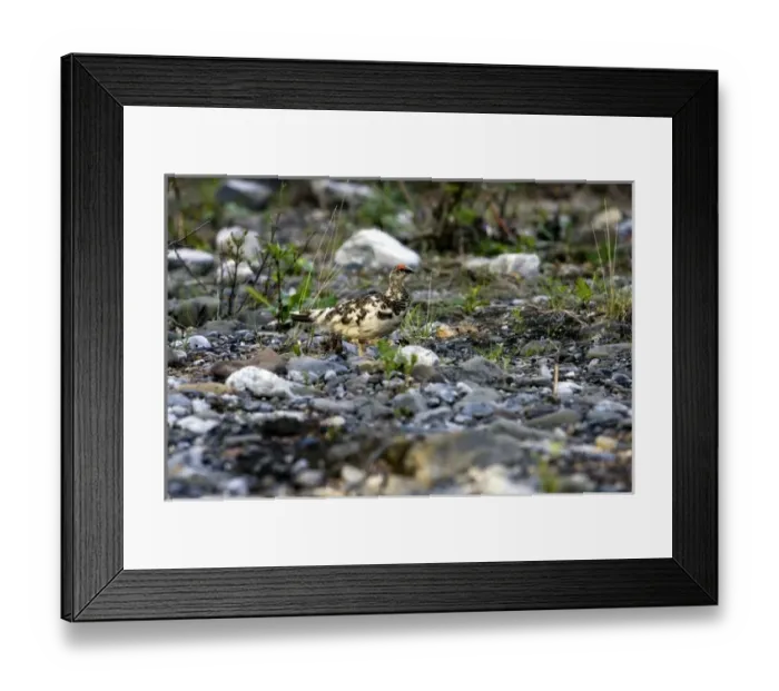 Framed Print : Profile of a well camouflaged Rock Ptarmigan (Lagopus muta) - Arctic National Wildlife Refuge Framed Print : Profile of a well camouflaged Rock Ptarmigan (Lagopus muta) - Arctic National Wildlife Refuge