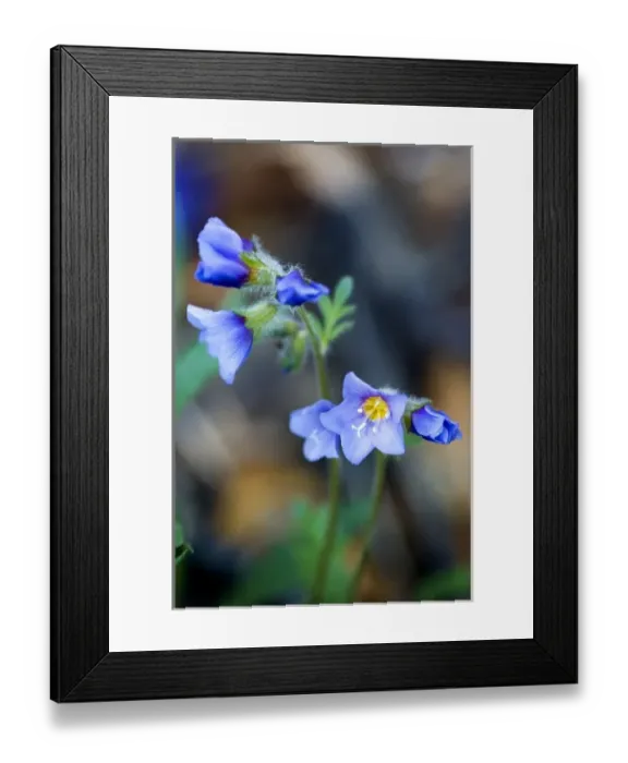 Framed Print : Boreal Jacobs-ladder (Polemonium boreale) - Arctic National Wildlife Refuge, Alaska Framed Print : Boreal Jacobs-ladder (Polemonium boreale) - Arctic National Wildlife Refuge, Alaska