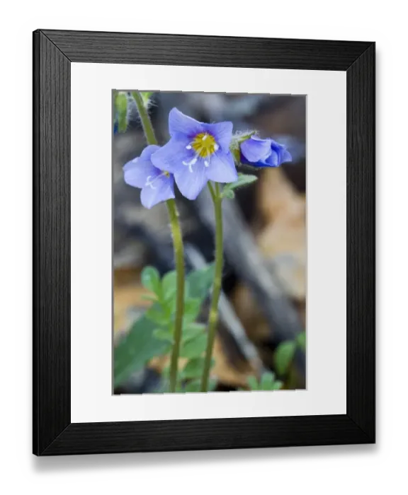 Framed Print : Boreal Jacobs-ladder (Polemonium boreale) - Arctic National Wildlife Refuge, Alaska