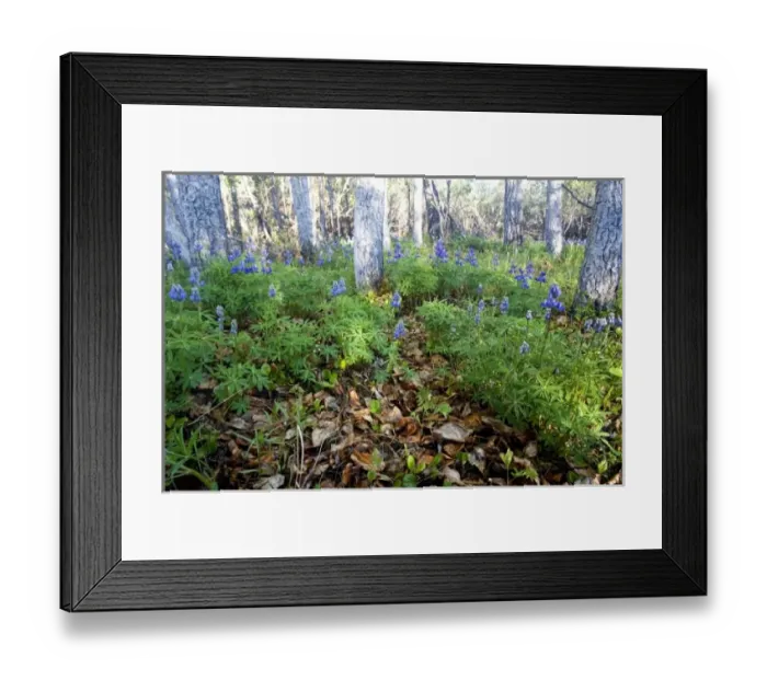 Framed Print : Arctic Lupine (Lupinus Arcticus) meadow and Balsam Poplar forest - Arctic National Wildlife Refuge Framed Print : Arctic Lupine (Lupinus Arcticus) meadow and Balsam Poplar forest - Arctic National Wildlife Refuge