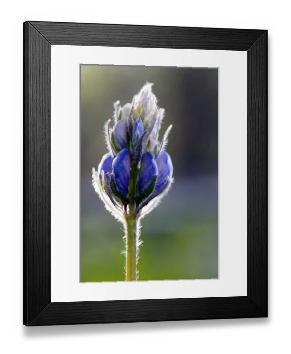 Framed Print : USA, Alaska, ANWR, wild lupine