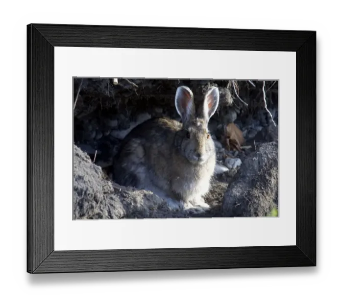 Framed Print : Arctic Hare (Lepus arcticus) Profile - Arctic National Wildlife Refuge, Alaska Framed Print : Arctic Hare (Lepus arcticus) Profile - Arctic National Wildlife Refuge, Alaska