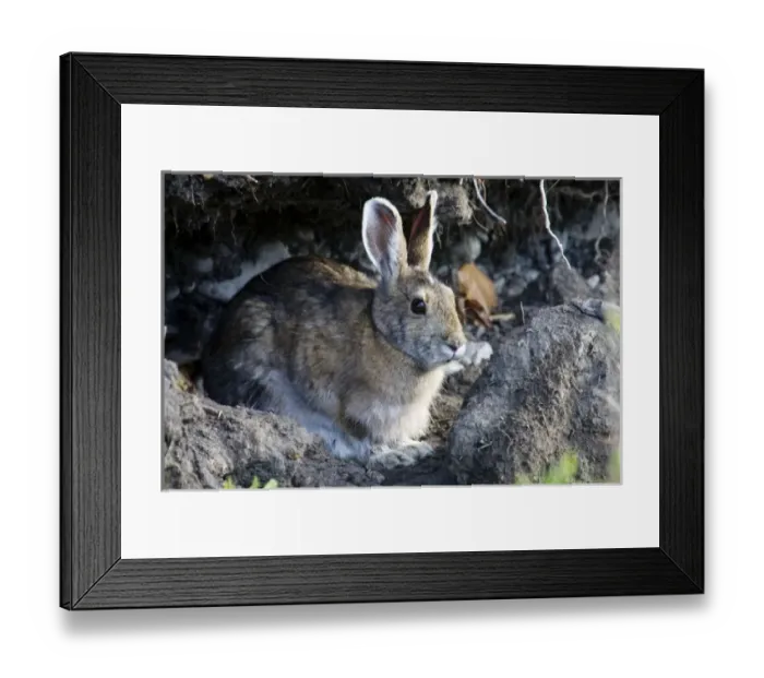 Framed Print : Arctic Hare (Lepus arcticus) Profile - Arctic National Wildlife Refuge, Alaska