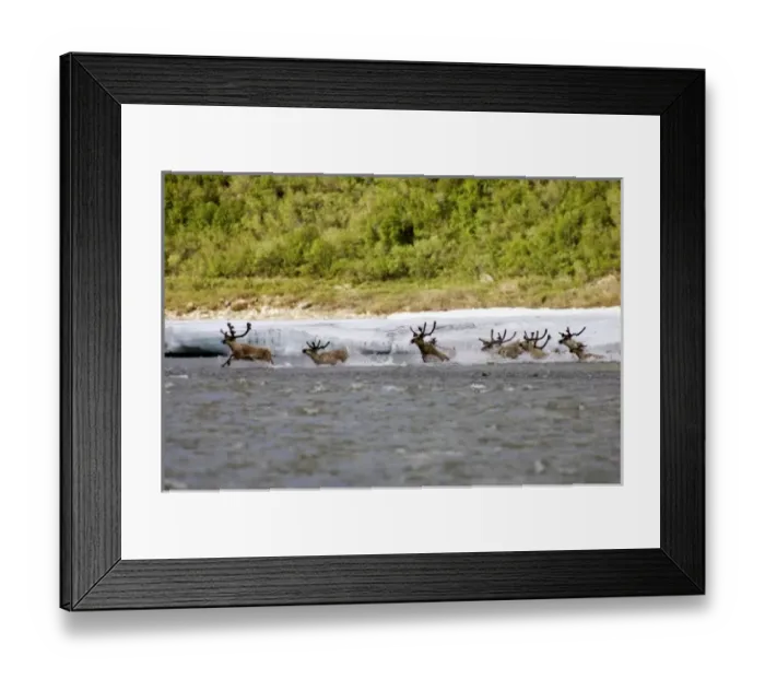 Framed Print : Caribou (Rangifer tarandus) crossing the Kongakut River - Arctic National Wildlife Refuge