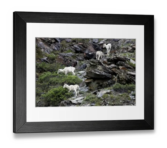 Framed Print : Feeding Dall Sheep (Ovis Dalli Dalli) - Arctic National Wildlife Refuge, Alaska