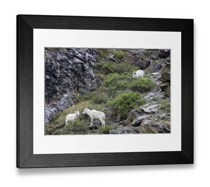 Framed Print : USA, North America, Alaska Framed Print : USA, North America, Alaska