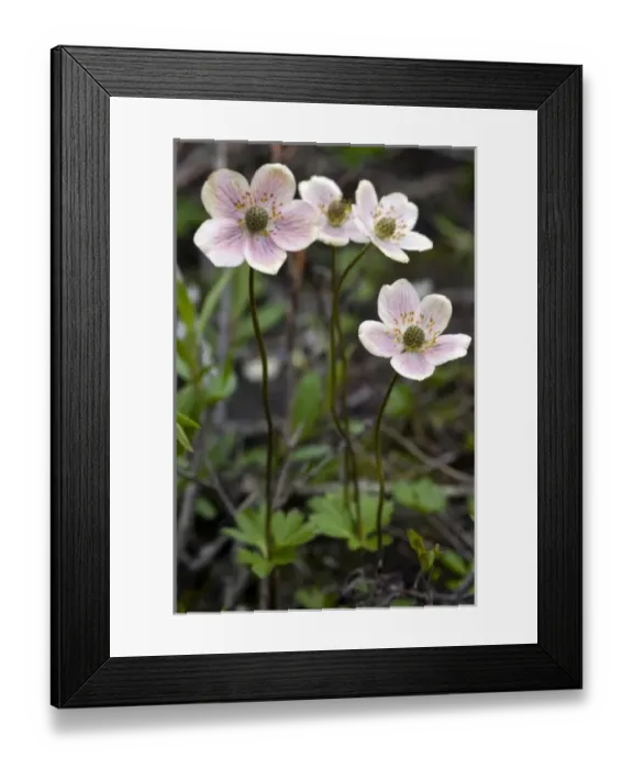 Framed Print : USA, Alaska, ANWR, Narcissus flowered anenome Framed Print : USA, Alaska, ANWR, Narcissus flowered anenome