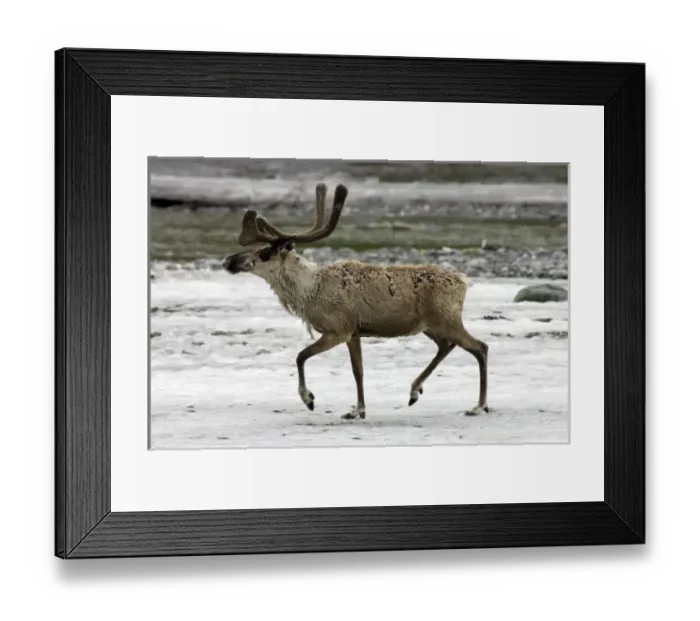 Framed Print : USA, North America, Alaska Framed Print : USA, North America, Alaska